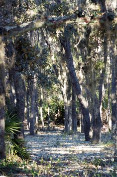 Deer moss carpets the floor of a southern oak forest.