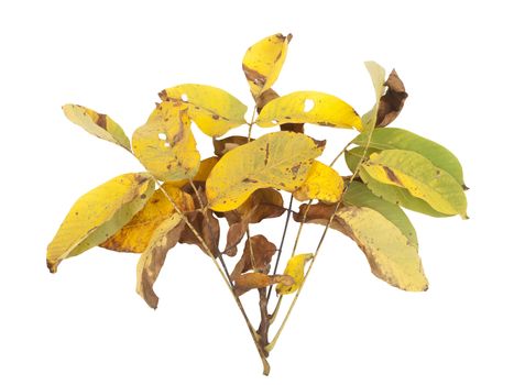 branch with yellow leaves isolated on white background