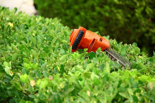 electrical  pruning tool on green shrub in garden