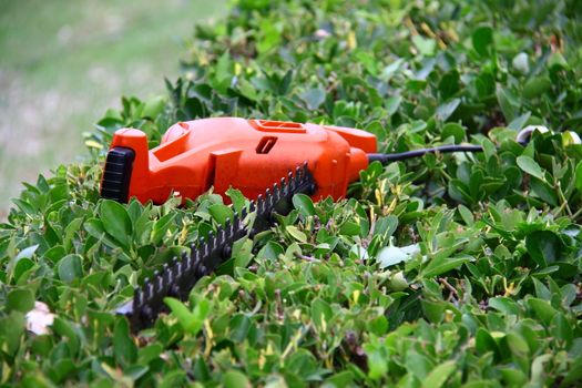 electrical  pruning tool on green shrub in garden