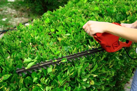 worker pruning shrub in garden with electrical pruning tool