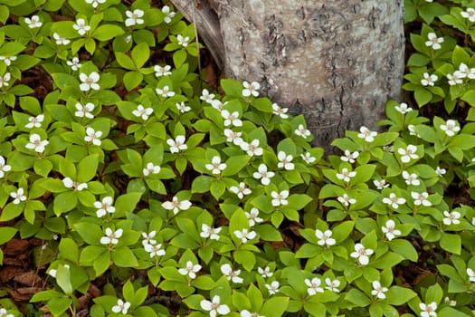 Bunchberry flowers Cornus canadensis or creeping dogwood grow as a carpet of wildflowers at the base of an aspen tree in boreal forest taiga of the Yukon Territory Canada