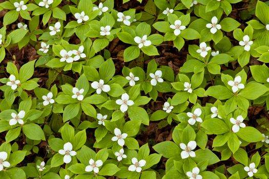 Bunchberry flowers  Cornus canadensis or creeping dogwood  grow as a carpet of wildflowers on the forest floor in boreal forest taiga of the Yukon Territory  Canada