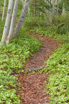 Bunchberry flowers  Cornus canadensis or creeping dogwood  grow as a carpet of wildflowers both sides of a footpath in boreal forest taiga of the Yukon Territory  Canada