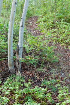 Bunchberry flowers Cornus canadensis or creeping dogwood grow as a carpet of wildflowers at a footpath track in boreal forest taiga of the Yukon Territory Canada