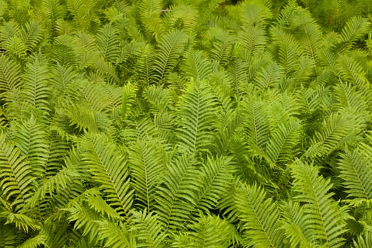Dense colony of ostrich fern Matteuccia struthiopteris or shuttlecock fern nature background pattern texture