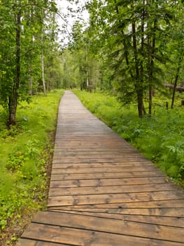 Forest wetland wooden boardwalk in boreal forest taiga of northern British Columbia  Canada
