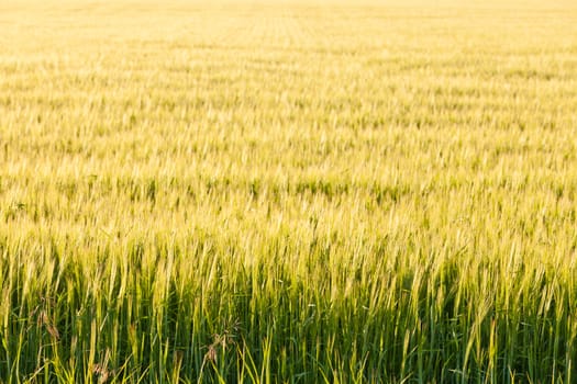 Warm yellow evening sun on ripe wheat plants on field  Alberta  Canada