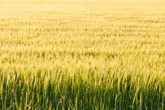 Warm yellow evening sun on ripe wheat plants on field Alberta Canada