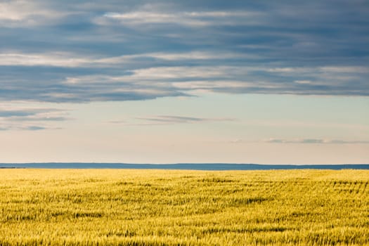Rural abstract scenery of ripe wheat on field in yellow evening sun under a dramatic cloudy sky Alberta Canada