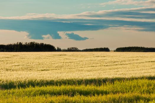 Rural abstract scenery of ripe wheat on field in yellow evening sun with green line of distant forest on horizon Alberta Canada