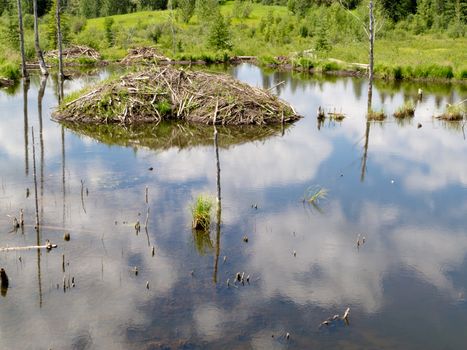 Beaver  Castor canadensis  lodge den home in boreal forest  taiga  wetlands of Alberta  foothills to Rocky Mountains  made from lots of sticks and mud