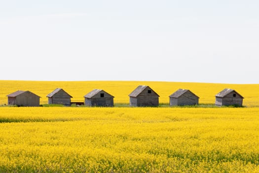 Old obsolete farm huts row lined up in field of bright yellow canola rapeseed with neutral sky in Alberta Canada