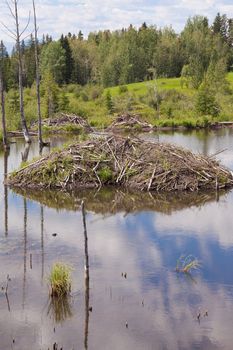 Beaver  Castor canadensis  lodge den home in boreal forest  taiga  wetlands of Alberta  foothills to Rocky Mountains  made from lots of sticks and mud