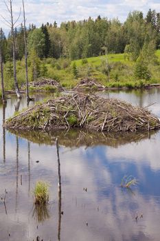 Beaver Castor canadensis lodge den home in boreal forest taiga wetlands of Alberta foothills to Rocky Mountains made from lots of sticks and mud