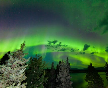 Intense green northern lights  Aurora borealis  on night sky with clouds and stars over boreal forest taiga of Lake Laberge  Yukon Territory  Canada