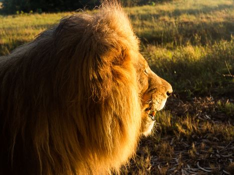 Close up of an old large male lion in profile and facing the rising sun in the wild savannah in South Africa