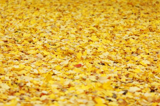 Colorful backround of fallen autumn leaves on ground