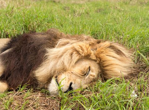 Close up of an old large male lion that is resting in the wild savannah in South Africa