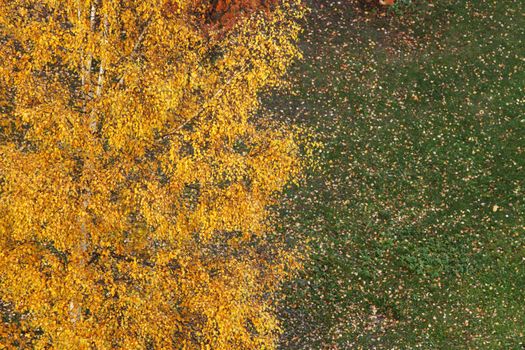 Top view on colorful autumn trees