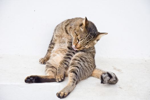 cat cleaning itself for hygiene