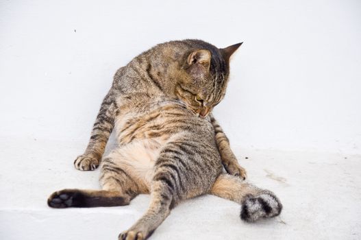 cat cleaning itself for hygiene