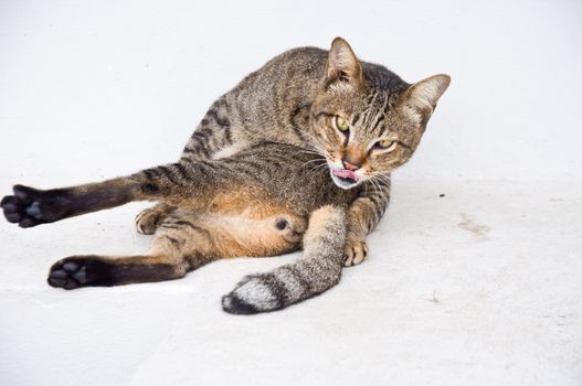 cat cleaning itself for hygiene