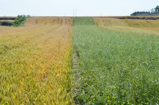 Landscape of Wheat and rapeseed fields