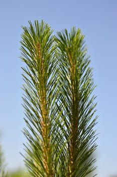 fir tree branch against blue sky