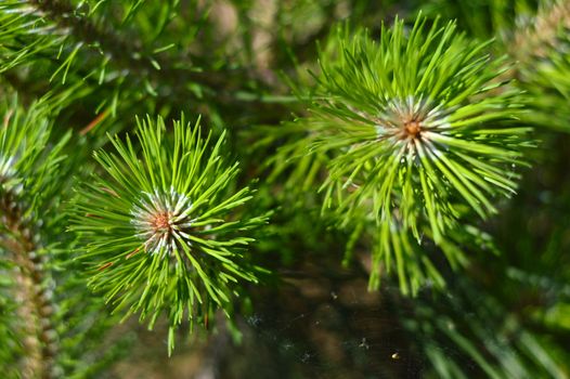 Young fir tree branches 