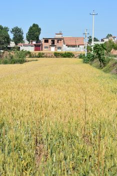 Landscape of Chinese countryside with wheat fields and houses