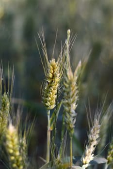 Closeup view of green wheat field