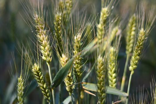 Closeup view of green wheat field