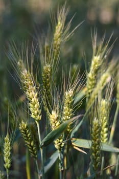 Closeup view of green wheat field