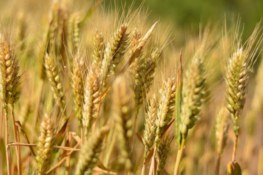 Closeup view of wheat field 