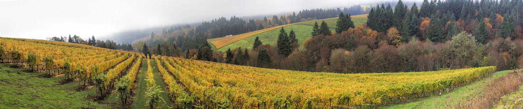 Dundee Oregon Vineyards on Rolling Hills with Morning Fog in Fall Season Panorama