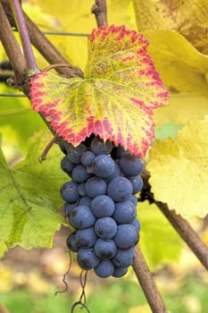 Red Wine Grapes on Vine with Fall Season Foliage Color Closeup