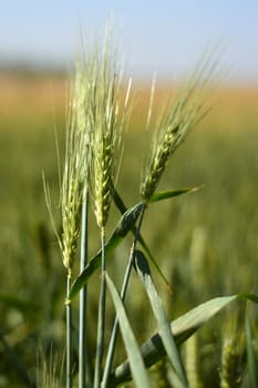 Wheat field against blue sky