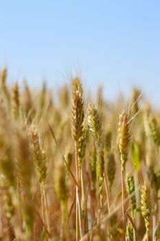 Wheat field against blue sky