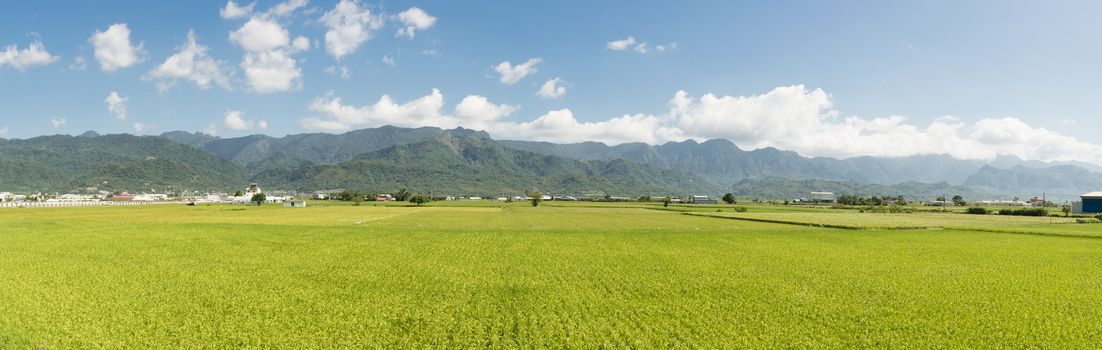 Panoramic rural scenery of Hualien with paddy farm and mountain faraway, Taiwan, Asia.