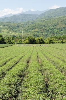 Rural scenery with farmer in the tea farm in Hualien, Taiwan, Asia.