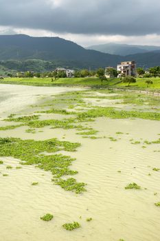 Contaminated overgrown river in Taiwan, Asia.