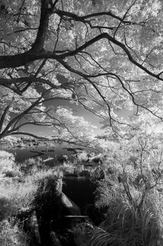 Landscape of forest and the pond, infrared photography.