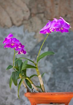 Beautiful flowers of orchids close up.