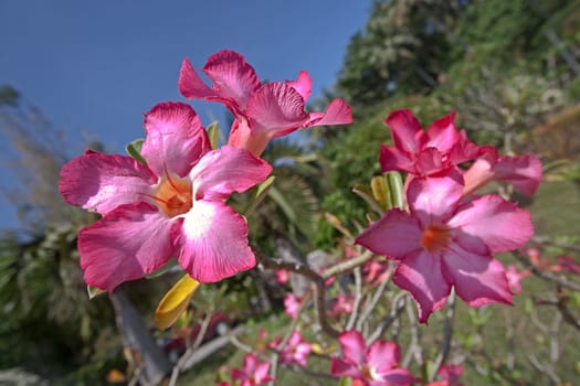 Adenium flowers  closeup on  background of blue sky, Thailand.
