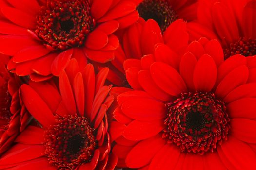 gerbera flowers
