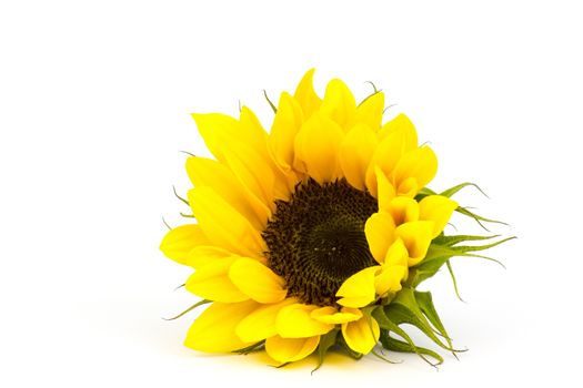 sunflower on white background (Helianthus)