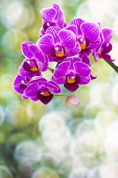 Beautiful pink orchid  - phalaenopsis