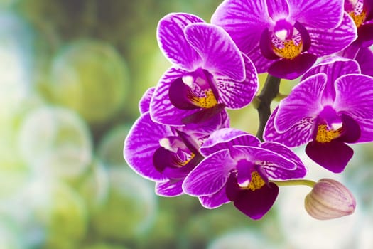 Beautiful pink orchid  - phalaenopsis