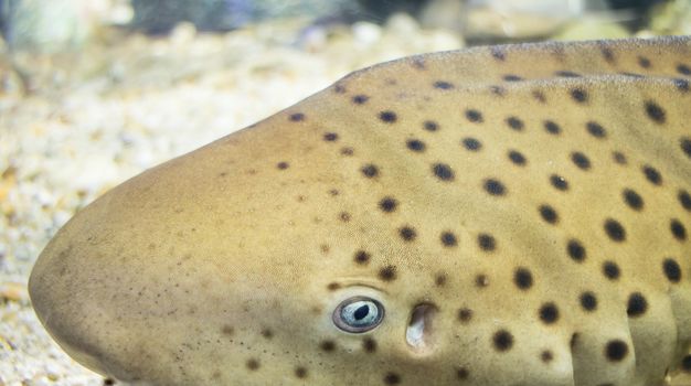 Close-up Leopard shark